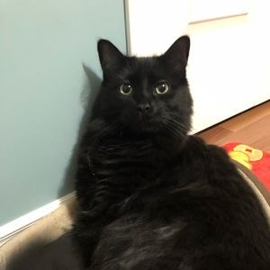 Meet your Posher, Lan